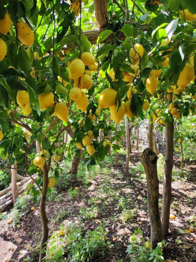 미노리 Eden Tra I Limoni 아파트 외부 사진